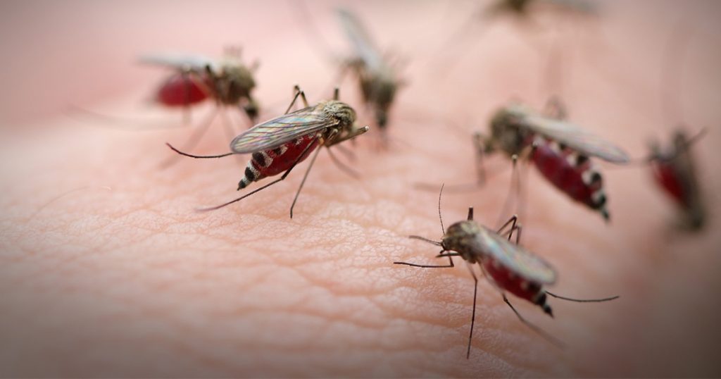 mosquitoes-feeding-og
