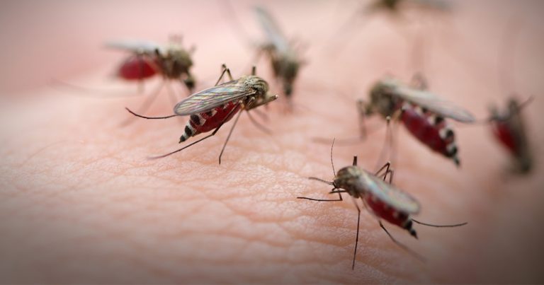 mosquitoes-feeding-og